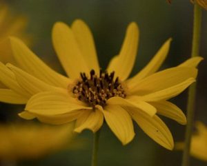 Helianthus Cally sp 3lt
