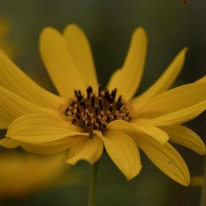 Helianthus Cally sp 3lt
