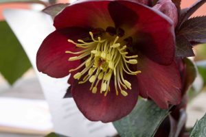 Helleborus ericsmithii Star of passion