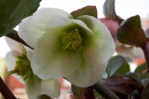 Helleborus × ericsmithii 'Winter Moonbeam'
