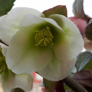 Helleborus × ericsmithii 'Winter Moonbeam'