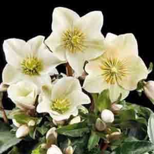 Helleborus nigra 'Gold Collection Cinnamon Snow'