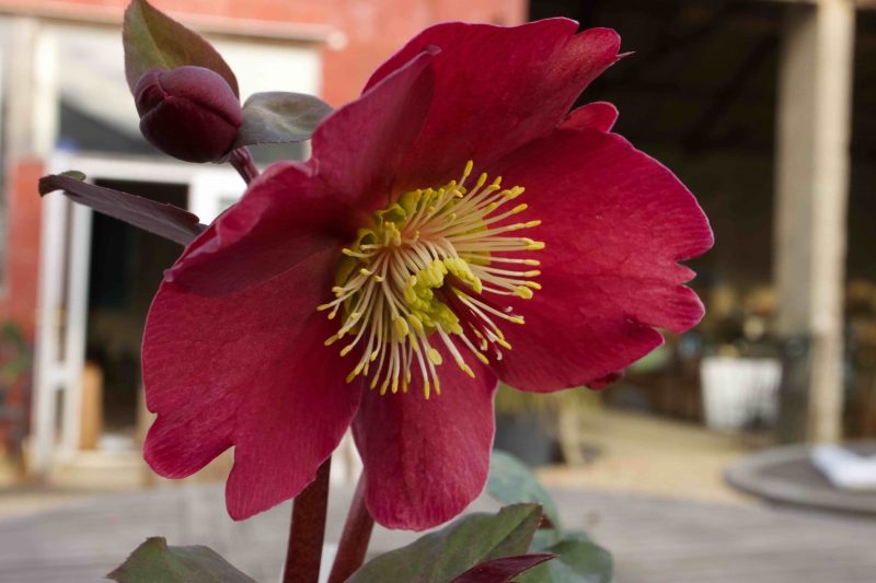 Helleborus (Rodney Davey Marbled Group) 'Anna's Red'