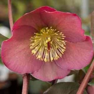 Helleborus (Rodney Davey Marbled Group) Penny's Pink