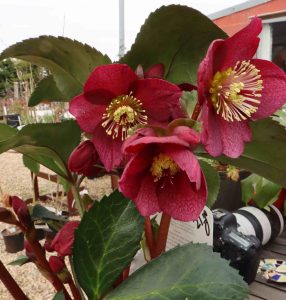 Helleborus x glandorfensis Ice n Roses Red 1.5lt