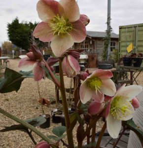 Helleborus x Merlin 1.5lt