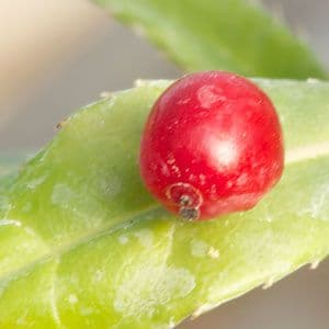 Helwingia narrow leaf form