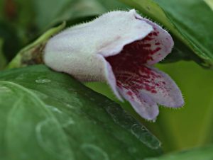 Hemiboea subcapitata 1lt