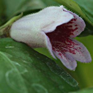 Hemiboea subcapitata 1lt