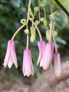 Holboellia linearifolia HWJK2419 3lt