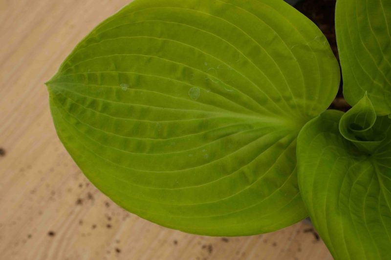 Hosta August Moon 3lt
