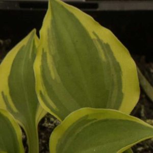 Hosta Baby Booties 2lt