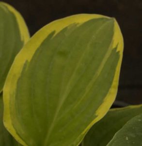 Hosta Bedford Rise and Shine 2lt