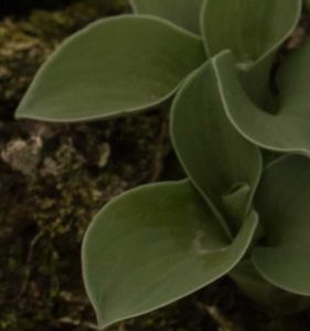 Hosta Blue Mouse Ears 2lt