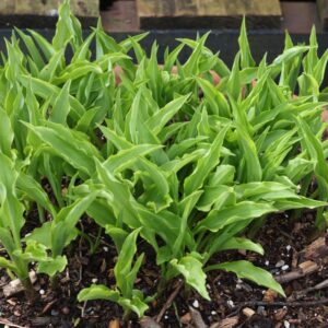 Hosta electrocution