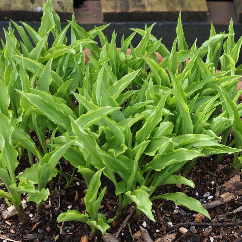 Hosta electrocution