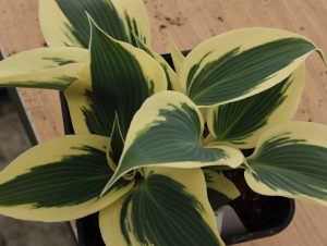 Hosta Firn line 2lt