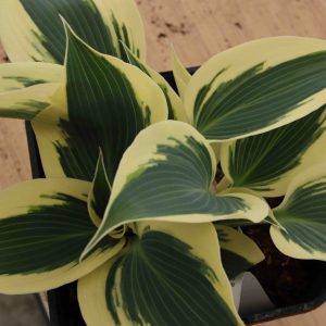 Hosta Firn line 2lt
