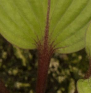 Hosta First Blush 2lt
