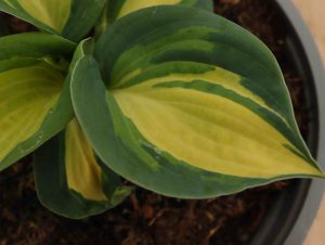 Hosta Great Expectations 1.5lt