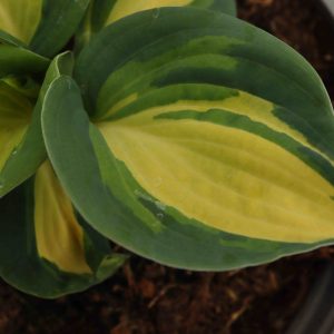 Hosta Great Expectations 1.5lt