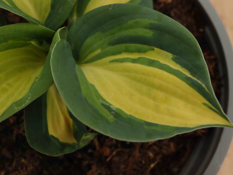 Hosta Great Expectations 1.5lt