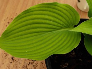 Hosta Komodo Dragon 3lt
