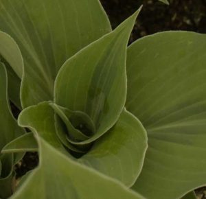 Hosta Luna Moth 2lt