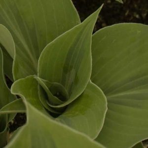 Hosta Luna Moth 2lt