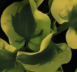 Hosta Mini Skirt 2t