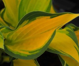 Hosta Orange Marmalade 2lt