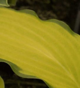 Hosta Paradise tritone 2lt