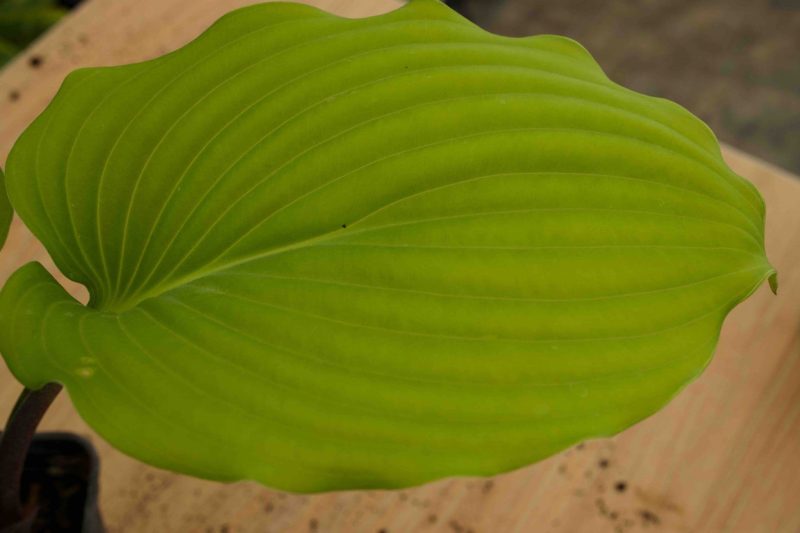 Hosta Purple Boots 2lt - Image 2