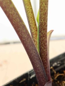 Hosta Purple Boots 2lt