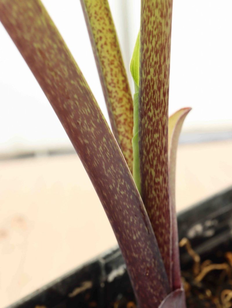 Hosta Purple Boots 2lt