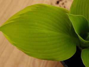 Hosta Richmond 2lt