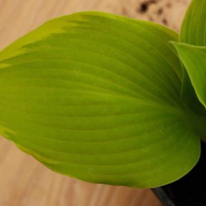 Hosta Richmond 2lt