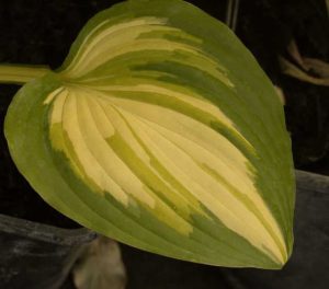Hosta Sea Thunder 2lt