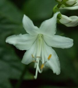 Hosta Shiny Sonata