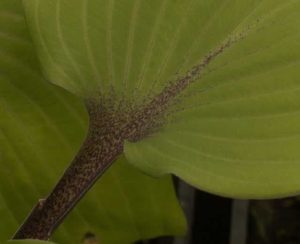 Hosta Sugar Plum 2lt