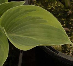 Hosta Toy Soldier 1lt