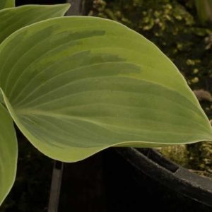 Hosta Toy Soldier 1lt