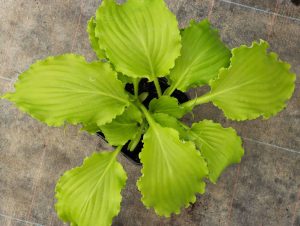 Hosta Unruly Child 2lt