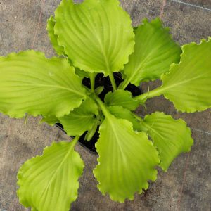 Hosta Unruly Child 2lt