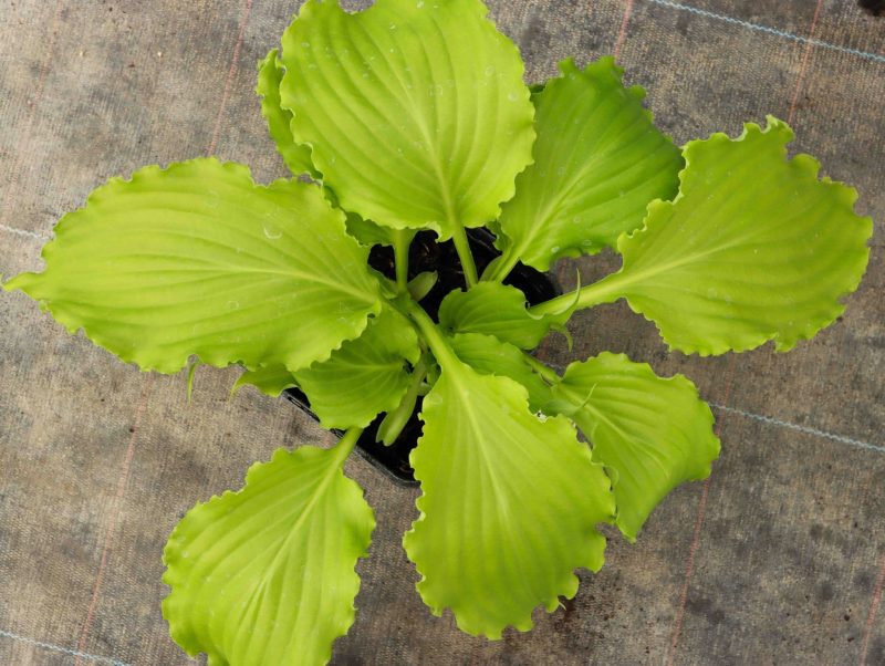 Hosta Unruly Child 2lt