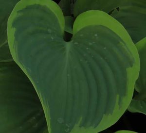 Hosta Wu La La 2lt