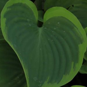 Hosta Wu La La 2lt