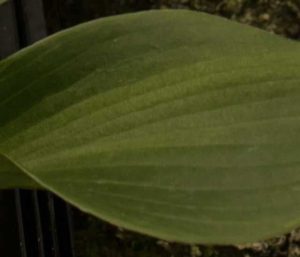 Hosta Zorro 2lt