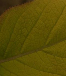 Hydrangea aspera Gold Rush 3lt