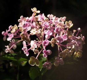 Hydrangea mac Ayesha 3lt